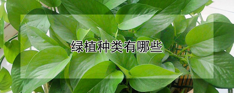 绿植种类有哪些 绿植种类有哪些图片