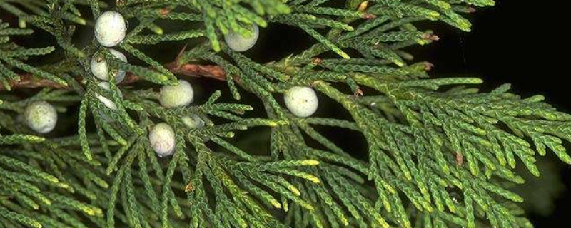 百香籽为什么叫吸血籽 百香籽为什么叫百香籽