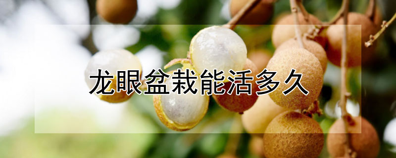 龙眼盆栽能活多久（龙眼的种植一般几年能结果）