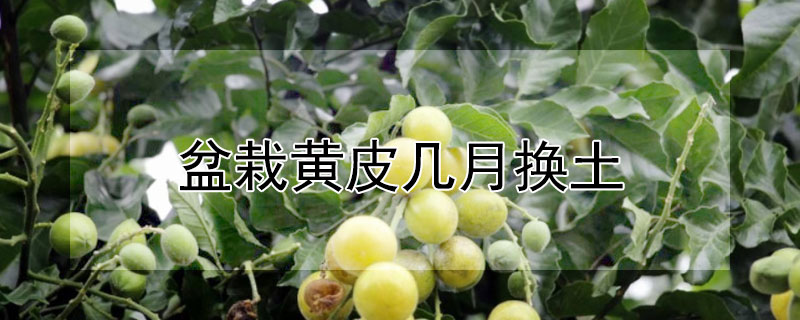 盆栽黄皮几月换土（盆栽黄皮几月换土比较好）