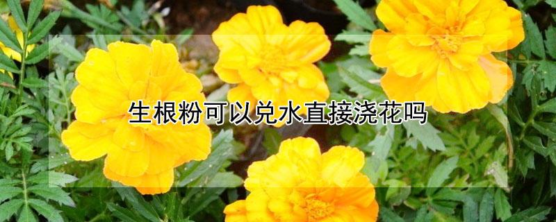 生根粉可以兑水直接浇花吗（生根粉和水可以浇花吗）