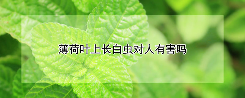 薄荷叶上长白虫对人有害吗 薄荷叶子上有白虫