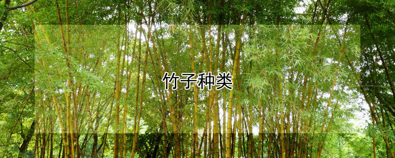 竹子种类 竹子种类和特征