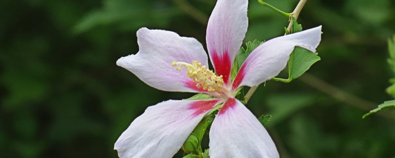 白色紫荆花叫什么（白色的紫荆花叫什么）