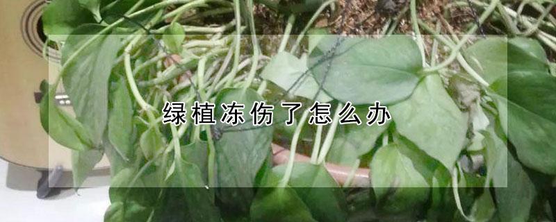 绿植冻伤了怎么办 绿植冻了还能有补救办法