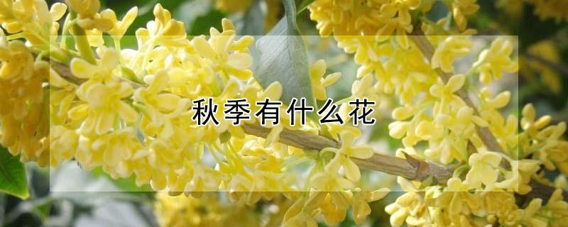 秋季有什么花（秋季有什么花开）