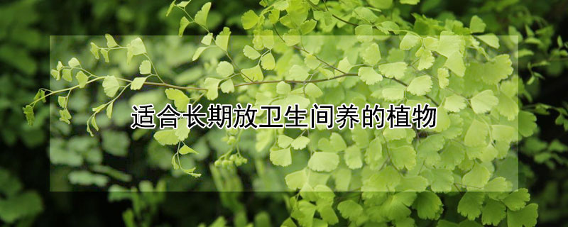 适合长期放卫生间养的植物（适合在卫生间养的植物）