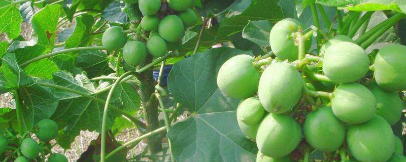 常见的有毒果子（常见的有毒果子有哪些）