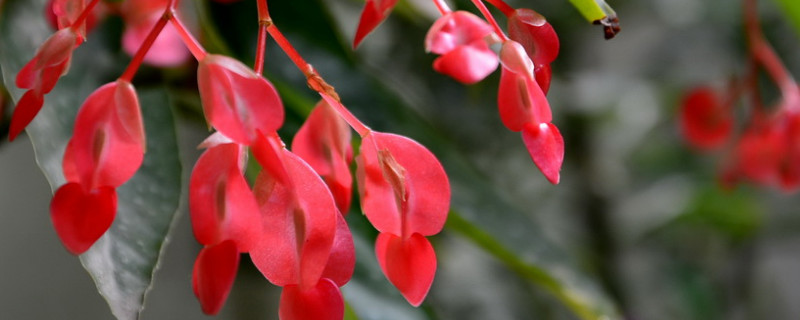 大叶海棠怎样可以开花 大叶海棠怎么养才能开花