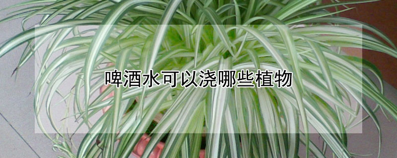 啤酒水可以浇哪些植物 啤酒水可以浇哪些植物呢