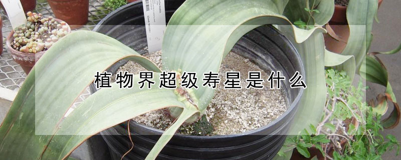 植物界超级寿星是什么 植物界中的超级寿星是什么