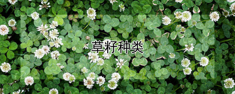 草籽种类 草籽种类有哪些