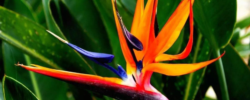 天堂鸟烂根怎么救 天堂鸟根烂了怎么救