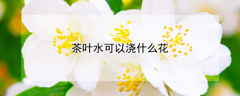 茶叶水可以浇什么花 茶叶水可以浇什么花?