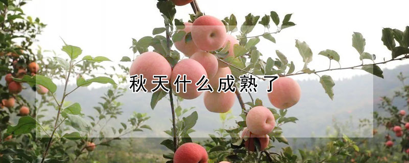 秋天什么成熟了（秋天什么成熟了像什么）