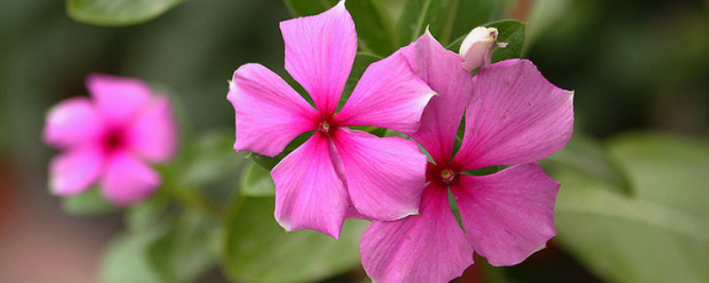 五叶梅换盆后叶子脱落 五叶梅换盆后叶子脱落怎么办