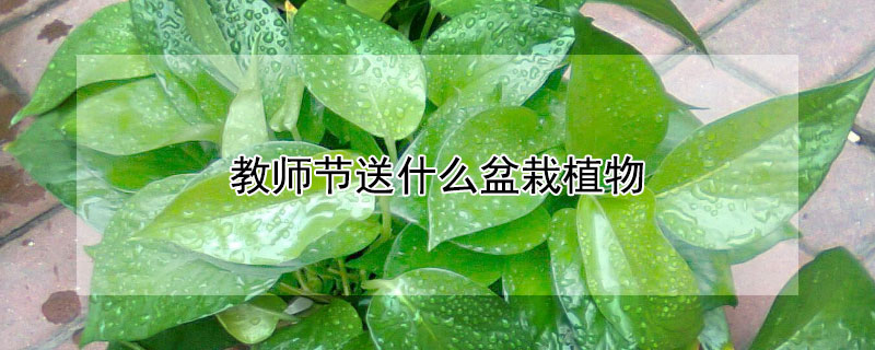教师节送什么盆栽植物（教师节送什么植物花盆）