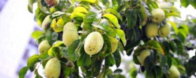 北方木瓜树怎么养护 北方木瓜树怎么养护视频