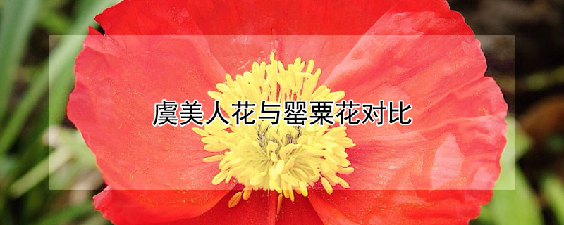虞美人花与罂粟花对比（虞美人花罂粟花对比图片）