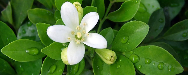 九里香和夜来香是一样的吗 九里香和夜来香是一样的吗图片