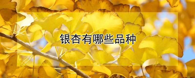 银杏有哪些品种 银杏几个品种图片大全