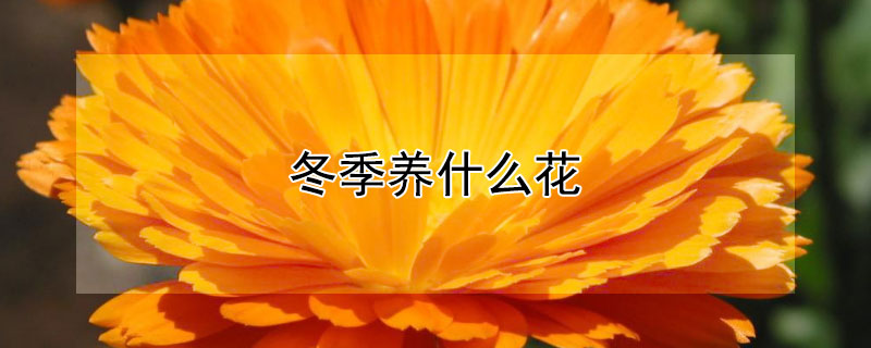 冬季养什么花 广东冬季养什么花