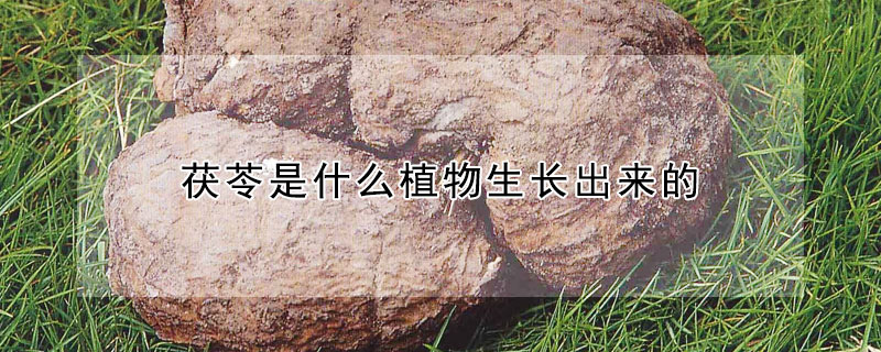 茯苓是什么植物生长出来的 茯苓是植物吗?