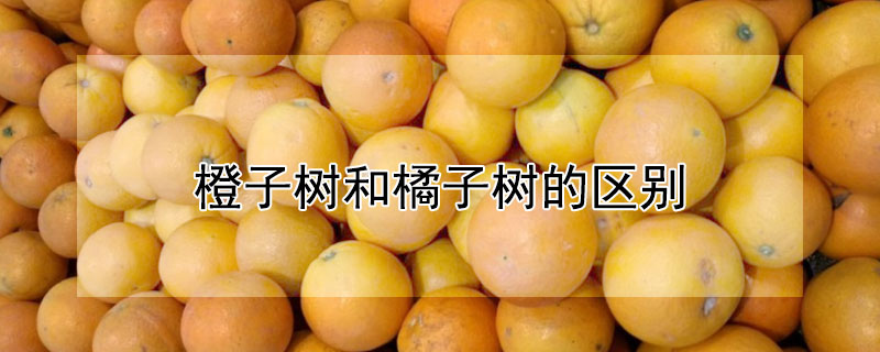 橙子树和橘子树的区别（橙子树和橘子树的区别在哪里）
