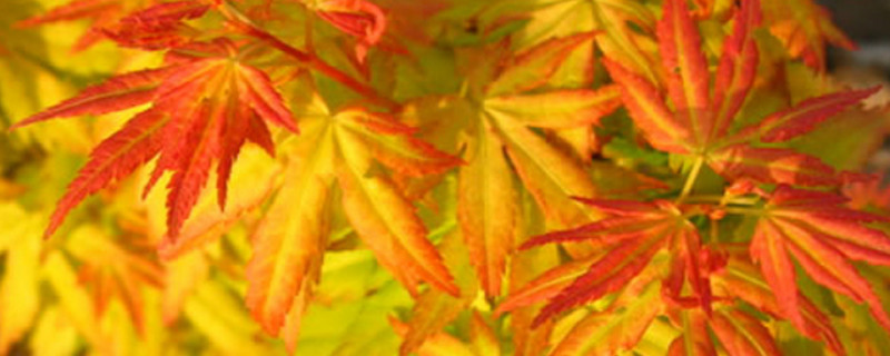 黄金枫叶子不黄什么原因 黄金枫叶子不黄什么原因造成的