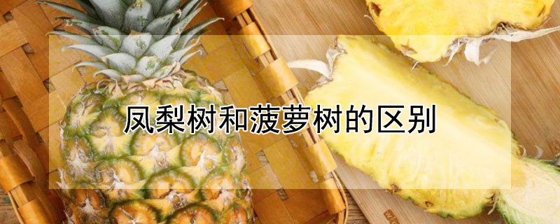 凤梨树和菠萝树的区别（和凤梨树差不多的树是什么）