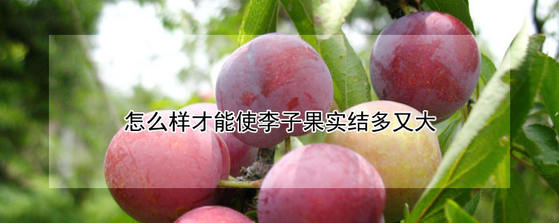 怎么样才能使李子果实结多又大（怎么样才能使李子果实结多又大又甜）