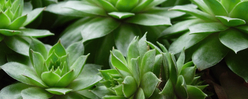 佛座莲的侧芽怎么剪（观音莲侧芽能不能剪掉）