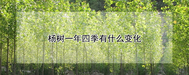 杨树一年四季有什么变化 柳树和杨树一年四季有什么变化