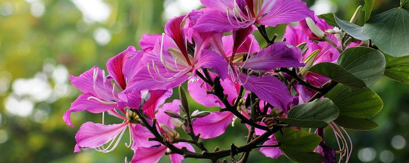 紫荆花盆栽可以放室内吗（紫荆花盆栽的养殖方法和注意事项）