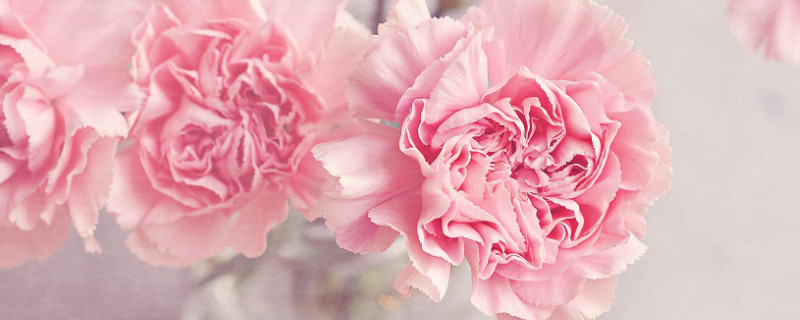 重瓣石竹和康乃馨的区别（重瓣石竹和康乃馨的区别在哪）