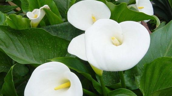 有毒的花有哪些（漂亮有毒的花有哪些）