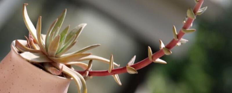 初霜和御剑的区别 初霜和御剑的区别图片