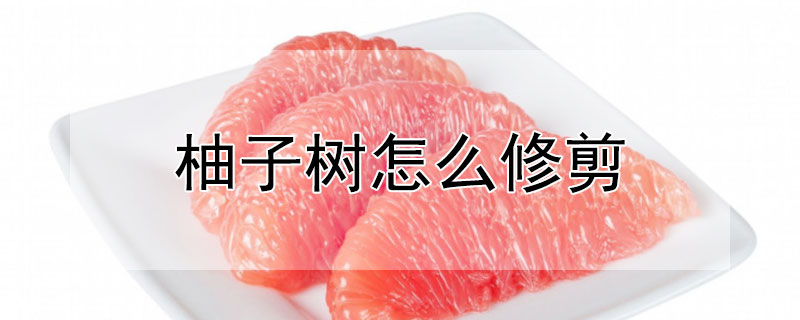 柚子树什么时候剪枝（柚子树什么时候剪枝才结果）