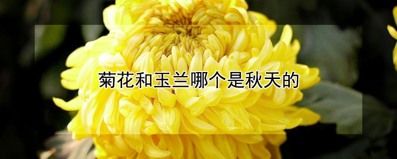 菊花和玉兰哪个是秋天的（菊花和玉兰哪个是秋天的花）