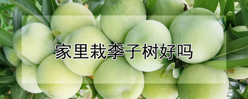 家里栽李子树好吗 家里面栽李子树好吗