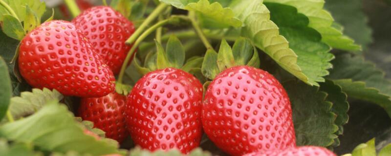 草莓苗怎么种植和浇水（冬季草莓苗怎么种植和浇水）