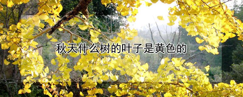 秋天什么树的叶子是黄色的（秋天叶子是黄颜色的是什么树）