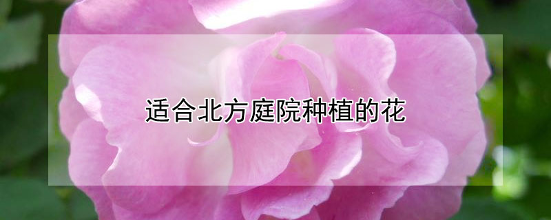 适合北方庭院种植的花（适合北方庭院种植的花卉）