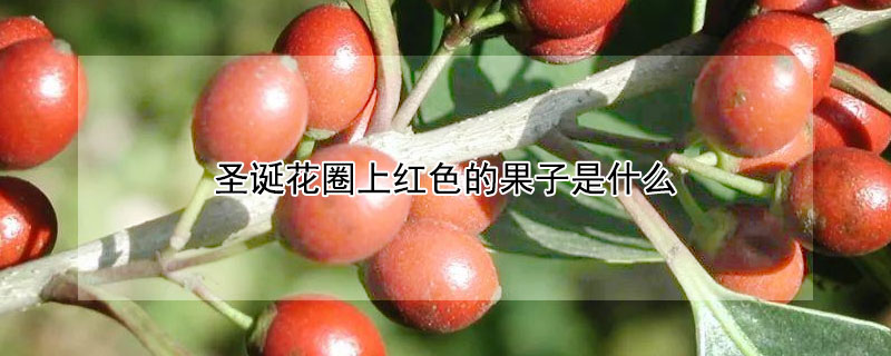 圣诞花圈上红色的果子是什么 圣诞节红色果子是什么