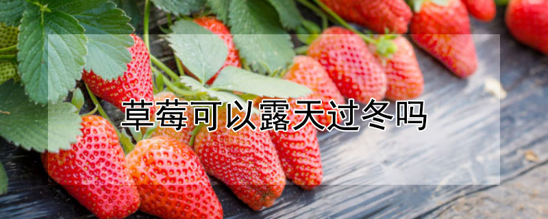 草莓可以露天过冬吗（草莓能露天过冬吗）
