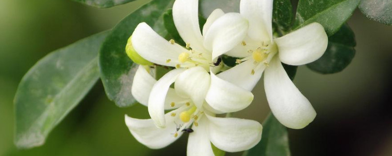 九里香和十里香的区别（九里香,香吗）