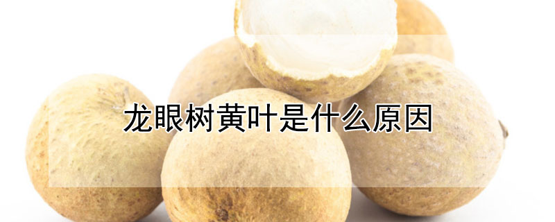 龙眼树黄叶是什么原因（龙眼树叶发现黄是什么原因?）