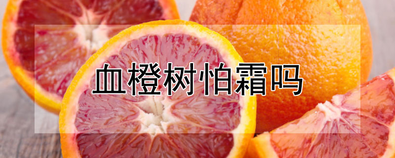 血橙树怕霜吗（血橙树冬天会冻死吗）