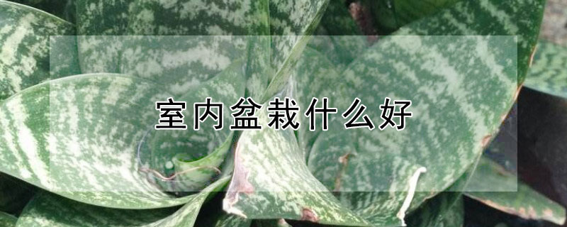 室内盆栽什么好（室内盆栽什么植物最好）