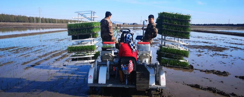 水稻插秧机工作原理 水稻插秧机工作原理是什么